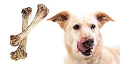 just swallows|What to Do If Your Dog Swallowed a Chicken Bone Whole